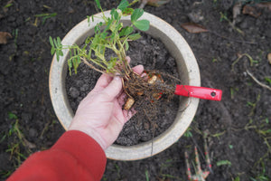 Tennessee Red Peanut (Valencia Type) Seeds