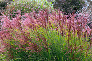 Red Maiden Grass Seeds