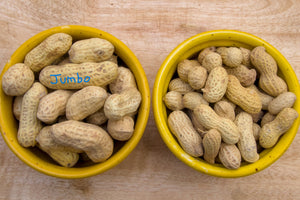 'Jumbo' Virginia Peanut Seeds