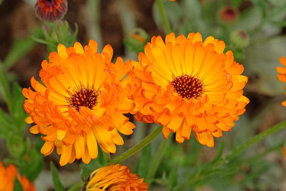 Pacific Beauty Orange Pot Marigold Seeds
