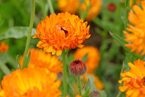 Pacific Beauty Orange Pot Marigold Seeds