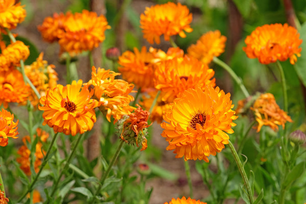 Pacific Beauty Orange Pot Marigold Seeds
