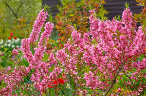 Dwarf 'Russian Almond' Shrub Seeds