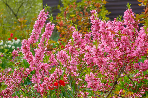 Dwarf 'Russian Almond' Shrub Seeds