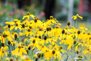 Yellow Coneflower Seeds