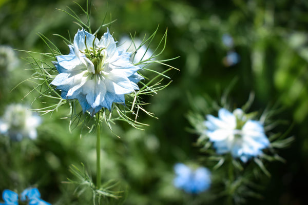 Love In A Mist Fennel Flower Seeds - Blue and White Mix