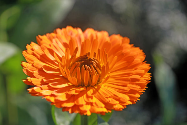 Pacific Beauty Orange Pot Marigold Seeds