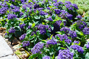 Marine Heliotrope Seeds