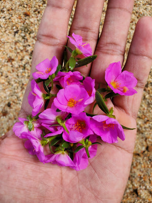 ‘Ruby Tuesday’ Rock Purslane Seeds