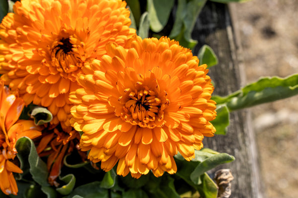 Pacific Beauty Orange Pot Marigold Seeds