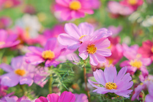 Dwarf Pink Cosmos Seeds