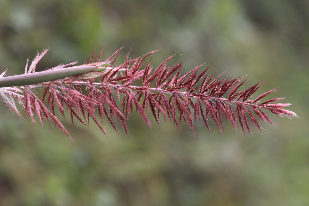 Bottlebrush Grass Seeds