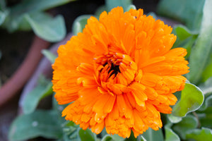 Pacific Beauty Orange Pot Marigold Seeds