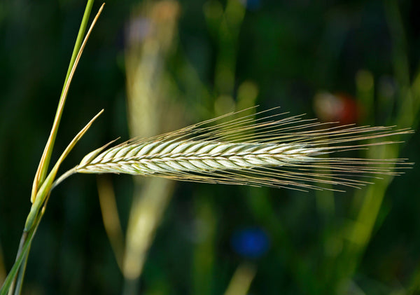 Wrens Abruzzi WINTER RYE Cover Crop Seeds
