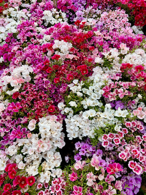 Mixed Colors Godetia Flower Seeds (Clarkia)