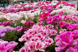 Mixed Colors Godetia Flower Seeds (Clarkia)