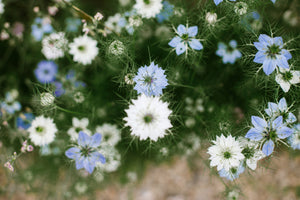 Love In A Mist Fennel Flower Seeds - Blue and White Mix