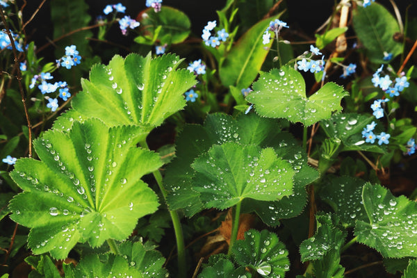 Lady's Mantle Seeds