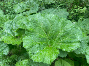 Great Burdock Seeds