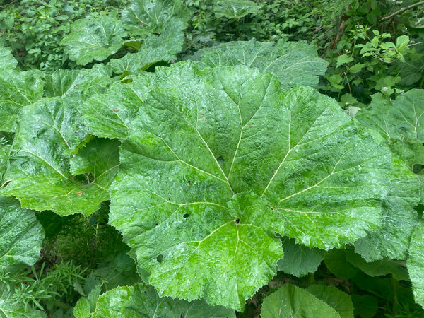 Great Burdock Seeds