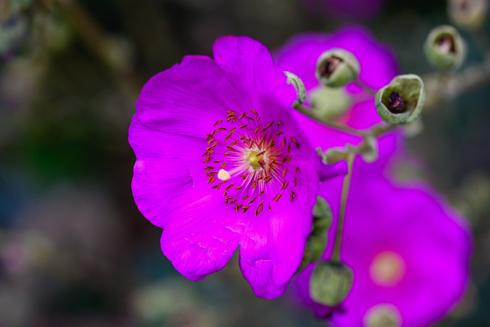 ‘Ruby Tuesday’ Rock Purslane Seeds