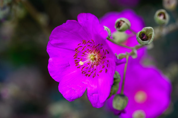 ‘Ruby Tuesday’ Rock Purslane Seeds