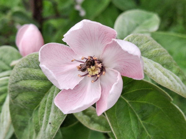Common Culinary Quince Seeds
