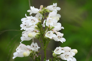 Foxglove Beardtongue Seeds