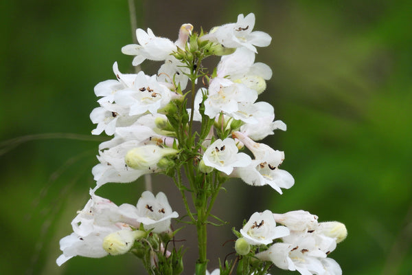 Foxglove Beardtongue Seeds
