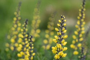 Yellow Wild Indigo Seeds