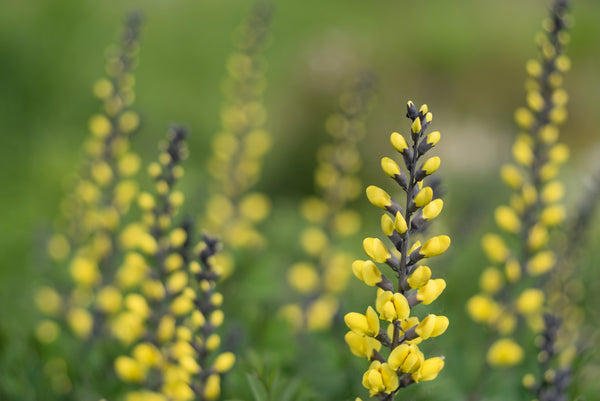 Yellow Wild Indigo Seeds