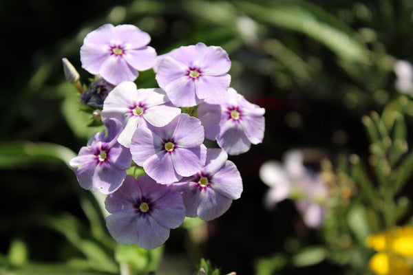 Phlox of Sheep (Pastel Mix Phlox) Seeds
