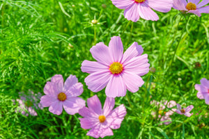 Dwarf Pink Cosmos Seeds