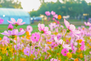 Dwarf Pink Cosmos Seeds
