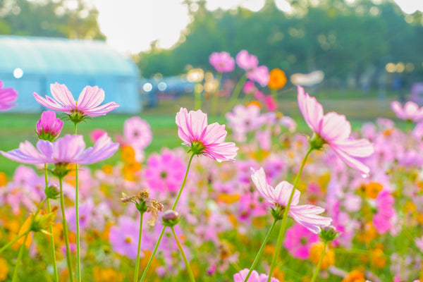 Dwarf Pink Cosmos Seeds