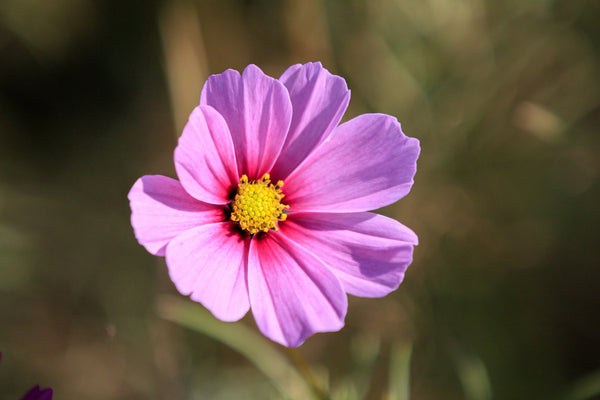 Dwarf Pink Cosmos Seeds