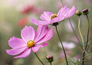 Dwarf Pink Cosmos Seeds