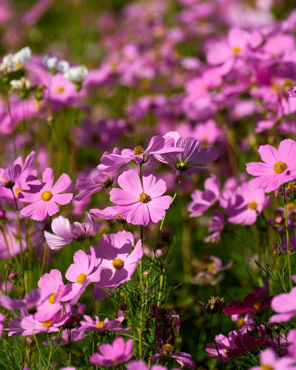 Dwarf Pink Cosmos Seeds