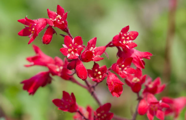 Heuchera ‘Firefly’ Seeds