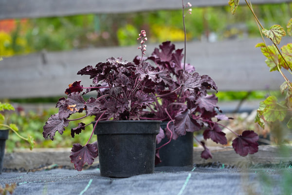 Palace Purple Heuchera Seeds