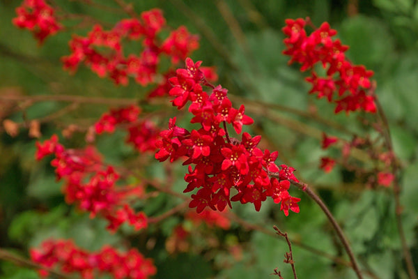 Heuchera ‘Firefly’ Seeds