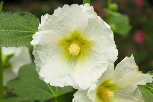 White Hollyhock Seeds