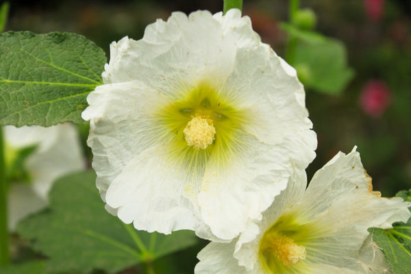 White Hollyhock Seeds