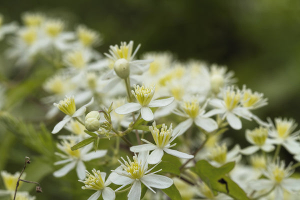 Clematis Virgin’s Bower Vine Seeds