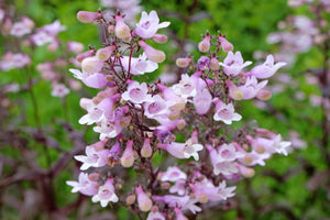 Calico Beardtongue Seeds