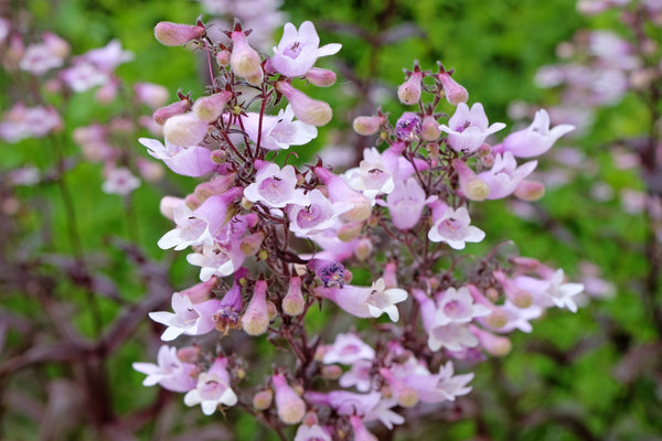 Calico Beardtongue Seeds