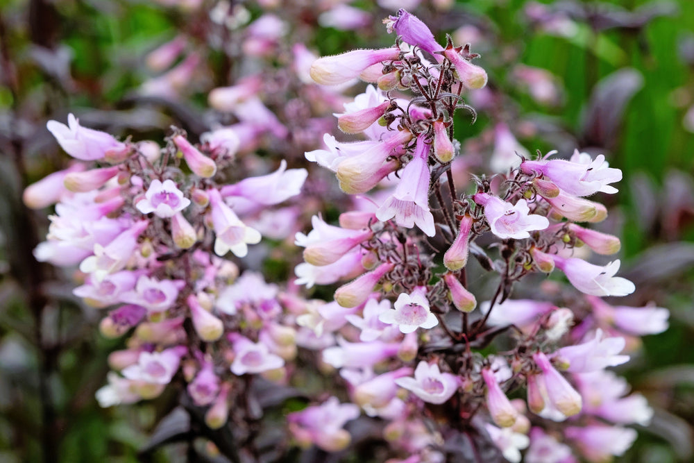 Calico Beardtongue Seeds