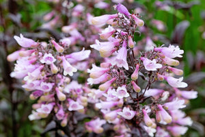 Calico Beardtongue Seeds