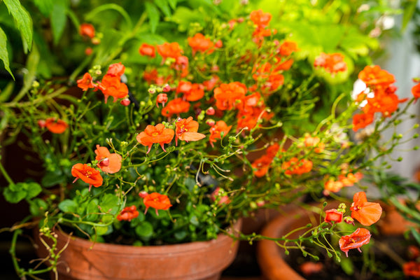 Scarlet Mask Flower Hummingbird Plant Seeds