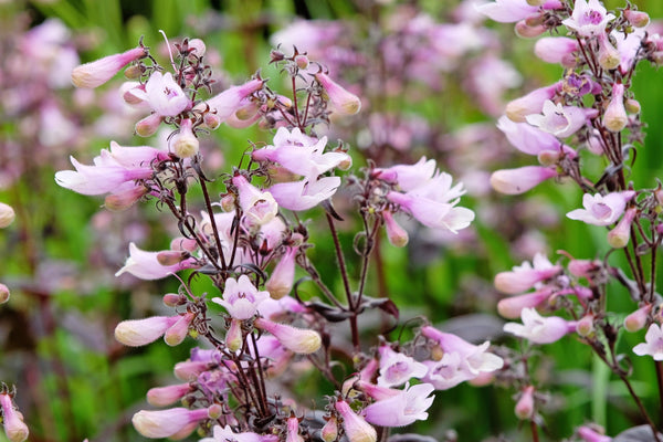 Calico Beardtongue Seeds